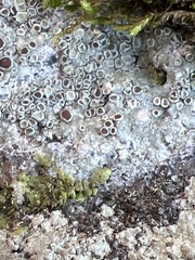 Lecanora saxigena