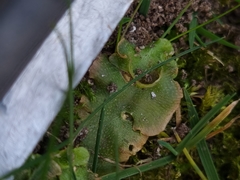 Lunularia cruciata