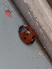 Coccinella septempunctata