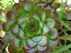 Ludwigia sedoides