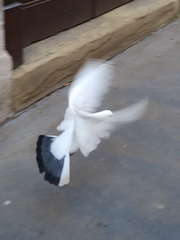 Columba livia domestica