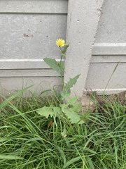 Sonchus oleraceus
