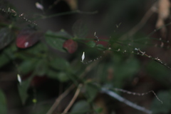 Carlowrightia arizonica