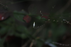 Carlowrightia arizonica