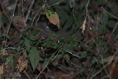 Carlowrightia arizonica