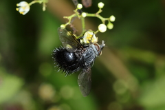 Bombyliomyia