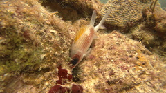 Holocentrus adscensionis