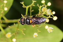 Palpada