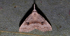 Trigonistis