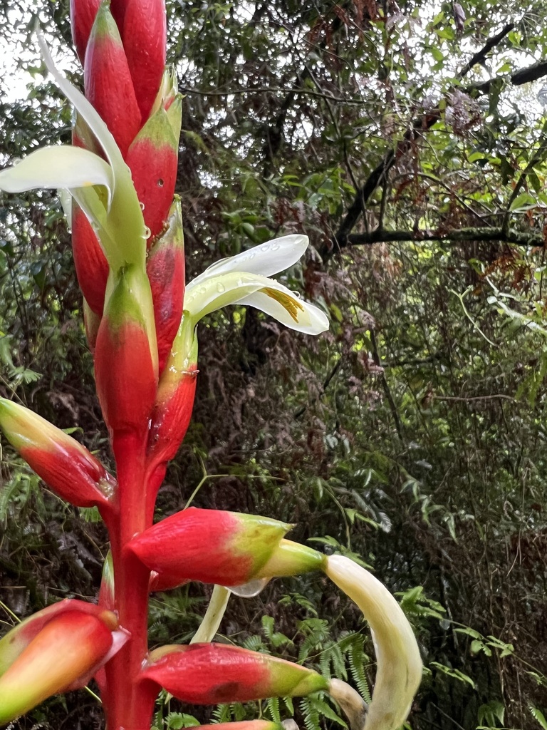 Pitcairnia maidifolia