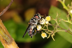 Palpada