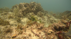 Acanthostracion polygonium