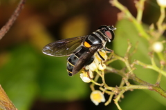 Palpada