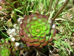 Ludwigia sedoides