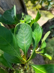 Pavetta gardeniifolia