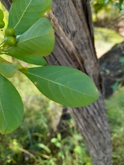 Pavetta gardeniifolia