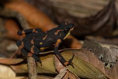 Atelopus varius