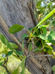 Pavetta gardeniifolia