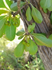 Pavetta gardeniifolia