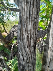 Pavetta gardeniifolia