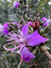 Tibouchina bipenicillata