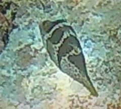 Canthigaster valentini