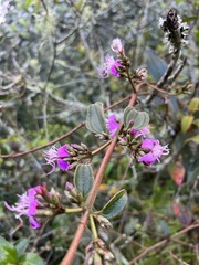 Tibouchina bipenicillata