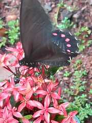 Parides burchellanus