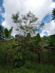 Diphysa carthagenensis