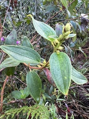 Tibouchina bipenicillata