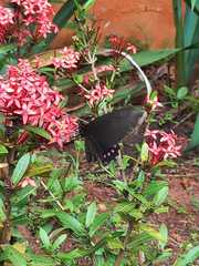 Parides burchellanus