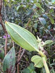 Tibouchina bipenicillata