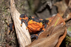 Atelopus varius