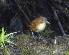 Grallaria flavotincta