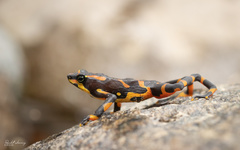 Atelopus varius