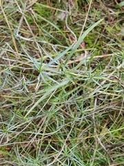 Bupleurum fruticescens