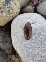 Liopterus haemorrhoidalis