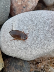 Liopterus haemorrhoidalis