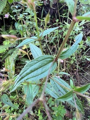 Pterogastra divaricata