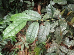 Leptaulus daphnoides