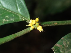 Leptaulus daphnoides