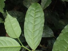 Leptaulus daphnoides