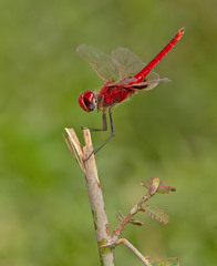Urothemis assignata