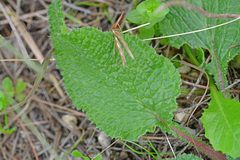 Borago officinalis
