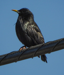 Sturnus unicolor