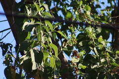 Xiphorhynchus flavigaster