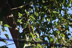 Xiphorhynchus flavigaster