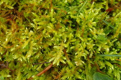 Hypnum cupressiforme