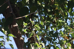 Xiphorhynchus flavigaster