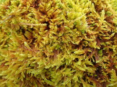 Hypnum cupressiforme